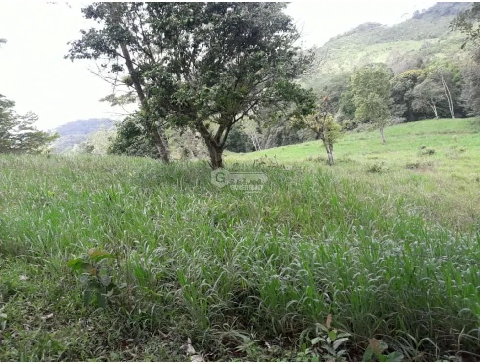 COCLE / PENONOME / 146 HECTAREAS / FINCA GANADERA / RIOS / QUEBRADAS