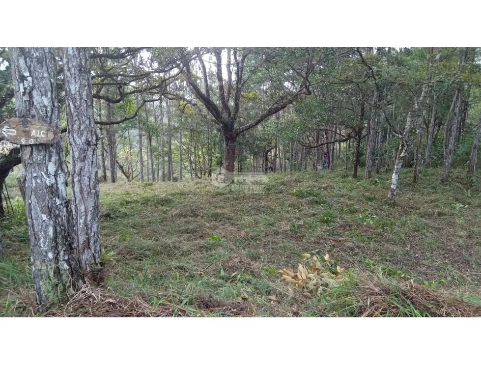 TERRENO / CERRO AZUL / 1178 M2 / CLIMA FRIO