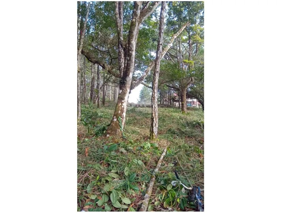 TERRENO / CERRO AZUL / 1178 M2 / CLIMA FRIO