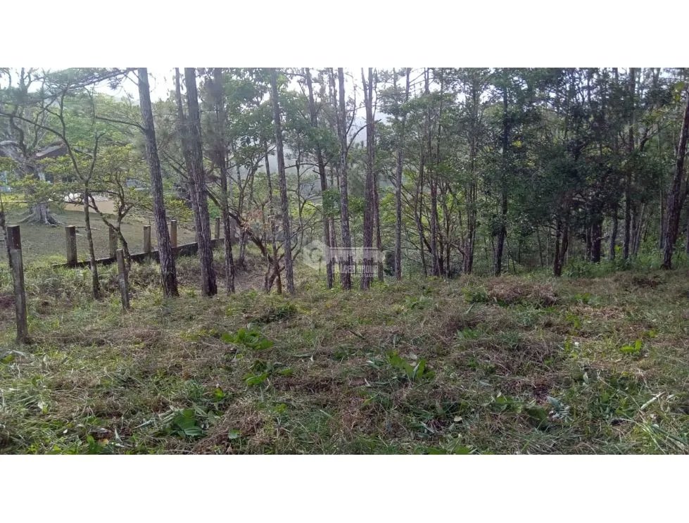 TERRENO / CERRO AZUL / 1178 M2 / CLIMA FRIO