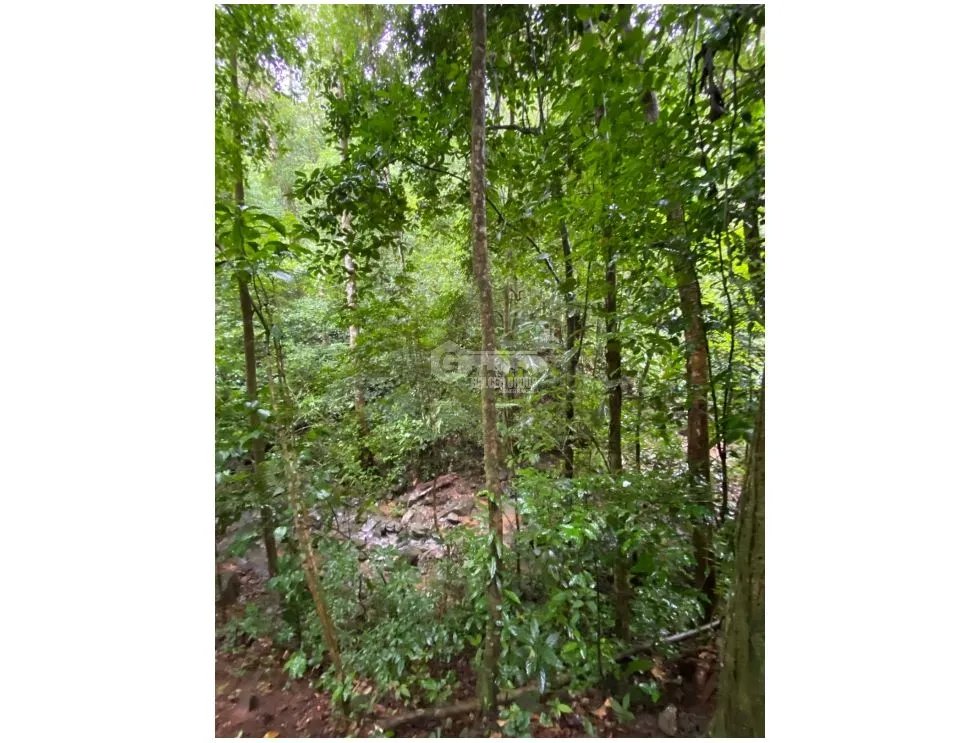 CERRO AZUL / TERRENO / 55 HECATREAS / BOSQUE / RIO / QUEBRADAS