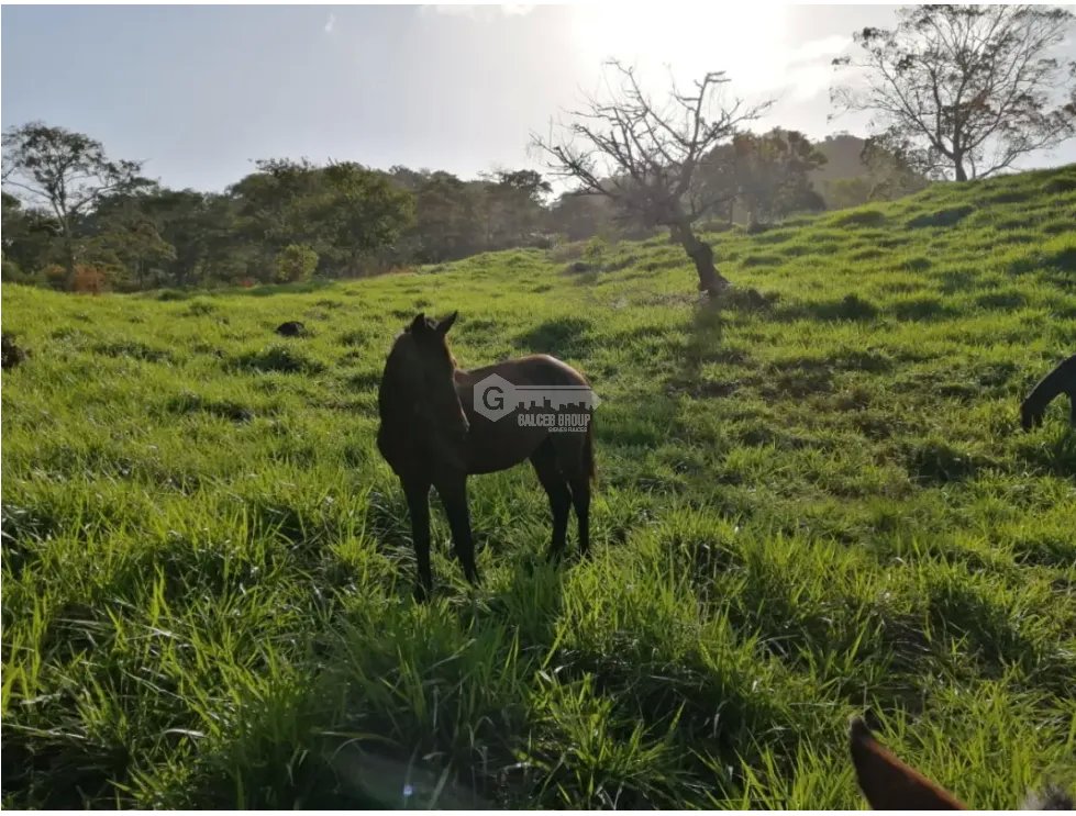 CAPIRA / CERMEÑO / FINCA / 88 HECTAREAS / 5 LAGOS