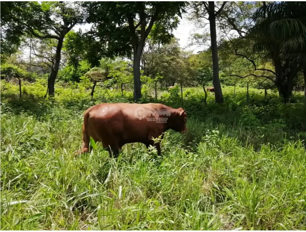CAPIRA / CERMEÑO / FINCA / 88 HECTAREAS / 5 LAGOS