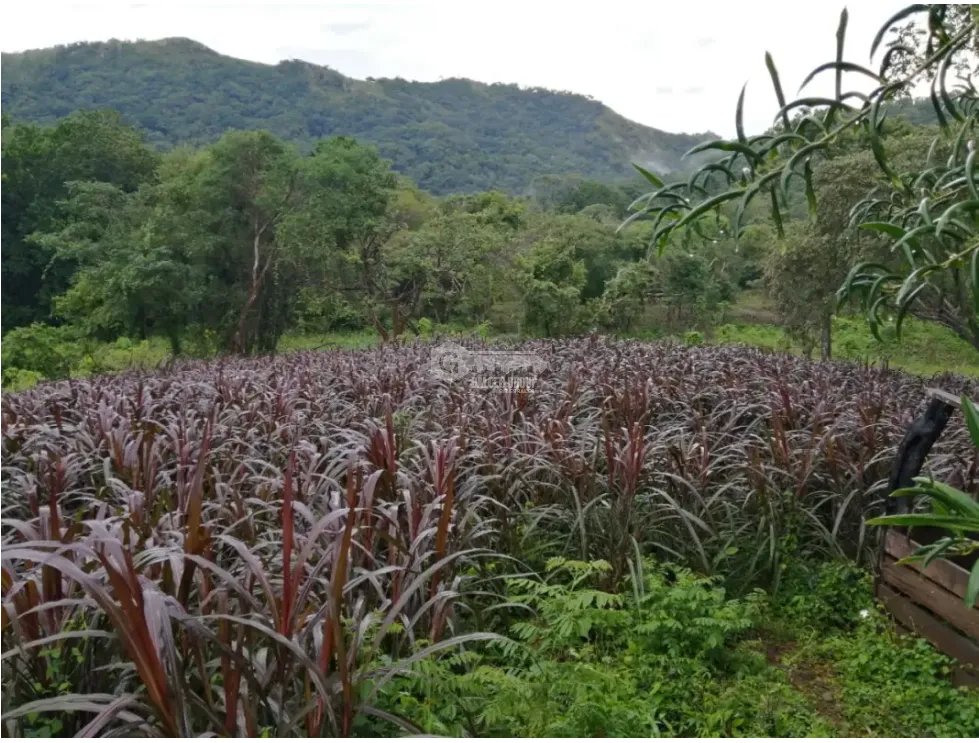 CAPIRA / CERMEÑO / FINCA / 88 HECTAREAS / 5 LAGOS