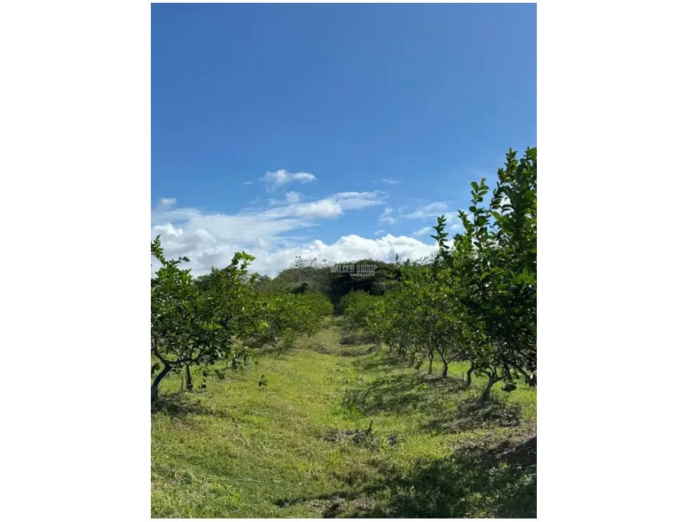 COCLE / CAÑAVERAL / FINCA / 11 HECTAREAS