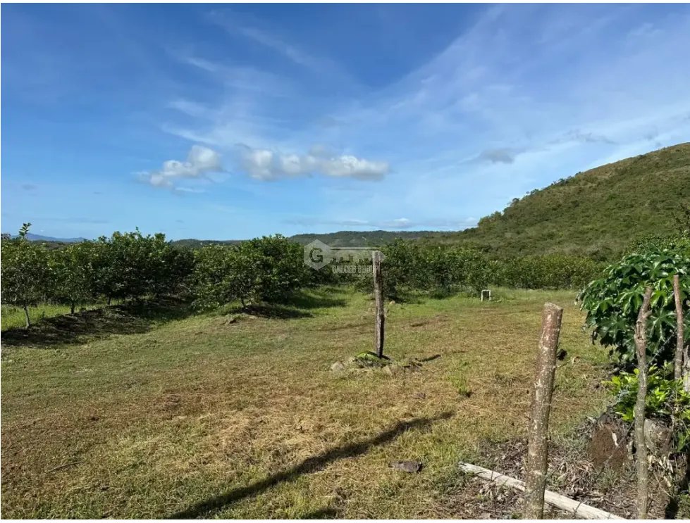 COCLE / CAÑAVERAL / FINCA / 11 HECTAREAS