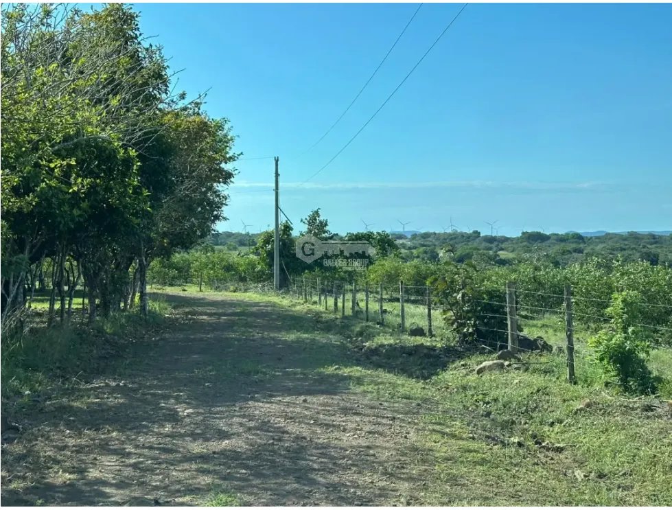COCLE / CAÑAVERAL / FINCA / 11 HECTAREAS