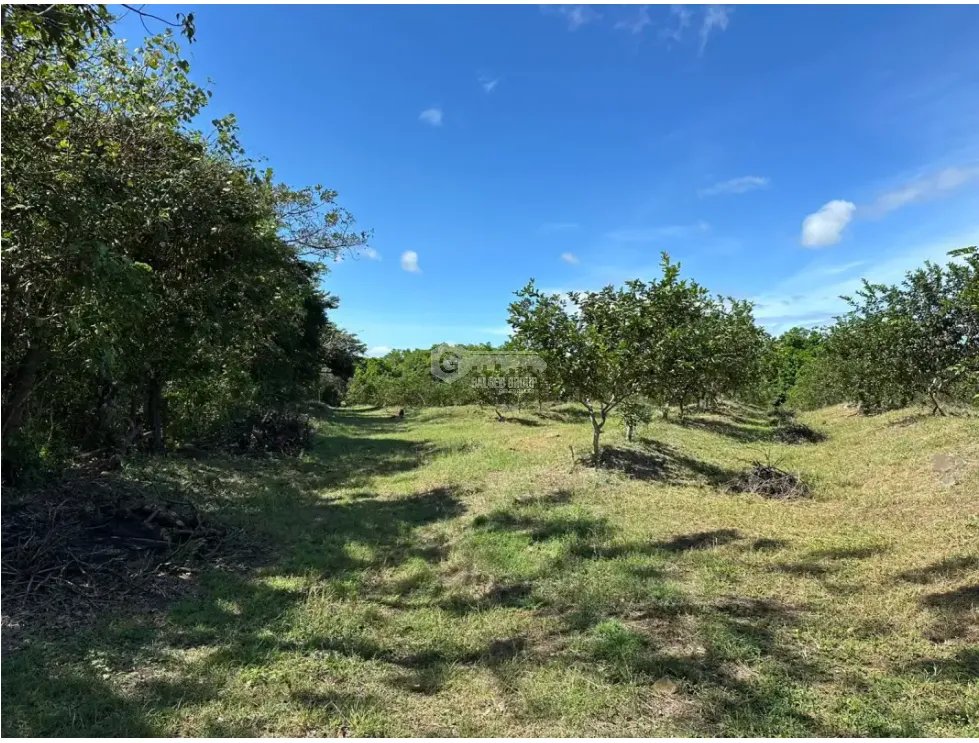 COCLE / CAÑAVERAL / FINCA / 11 HECTAREAS