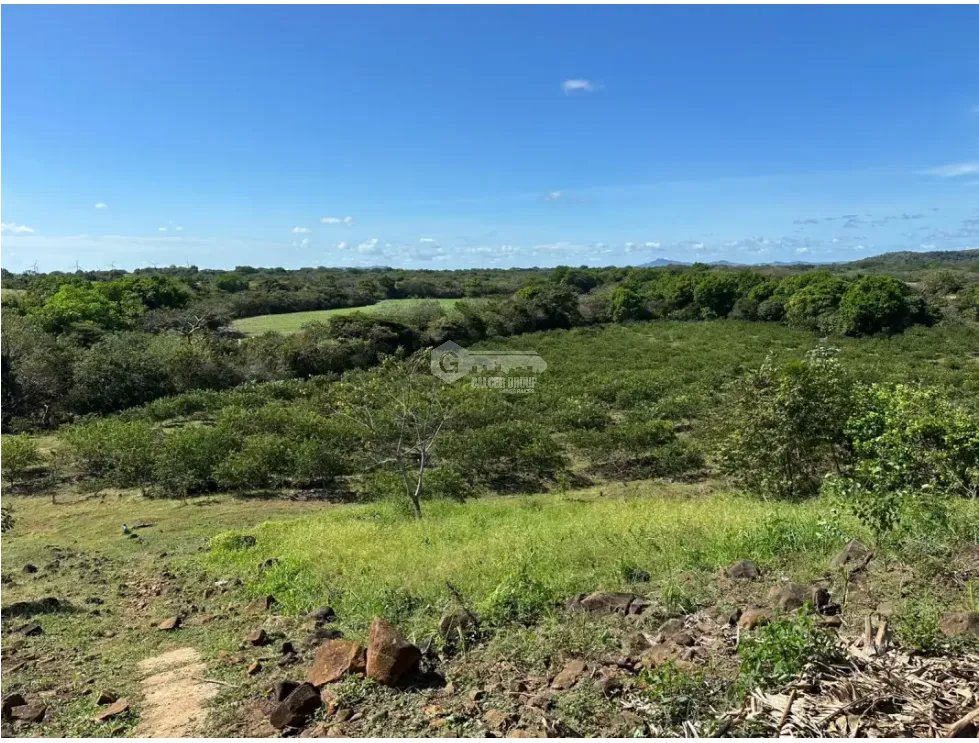 COCLE / CAÑAVERAL / FINCA / 11 HECTAREAS