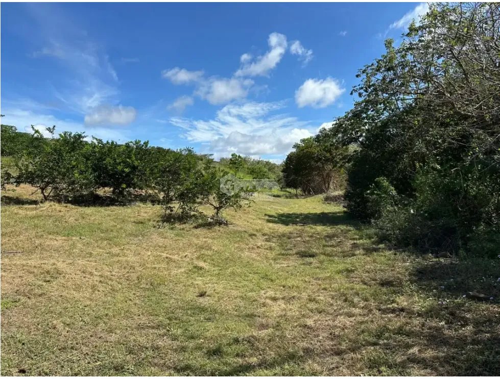 COCLE / CAÑAVERAL / FINCA / 11 HECTAREAS