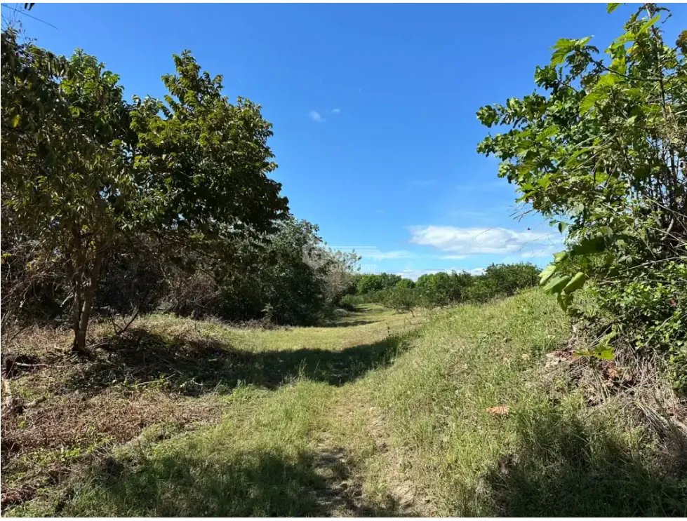 COCLE / CAÑAVERAL / FINCA / 11 HECTAREAS