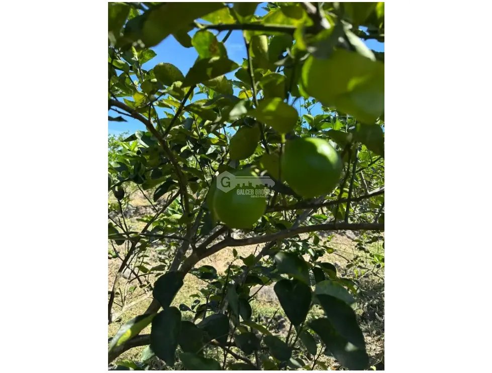 COCLE / CAÑAVERAL / FINCA / 11 HECTAREAS