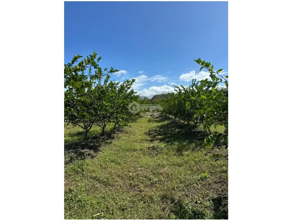 COCLE / CAÑAVERAL / FINCA / 11 HECTAREAS