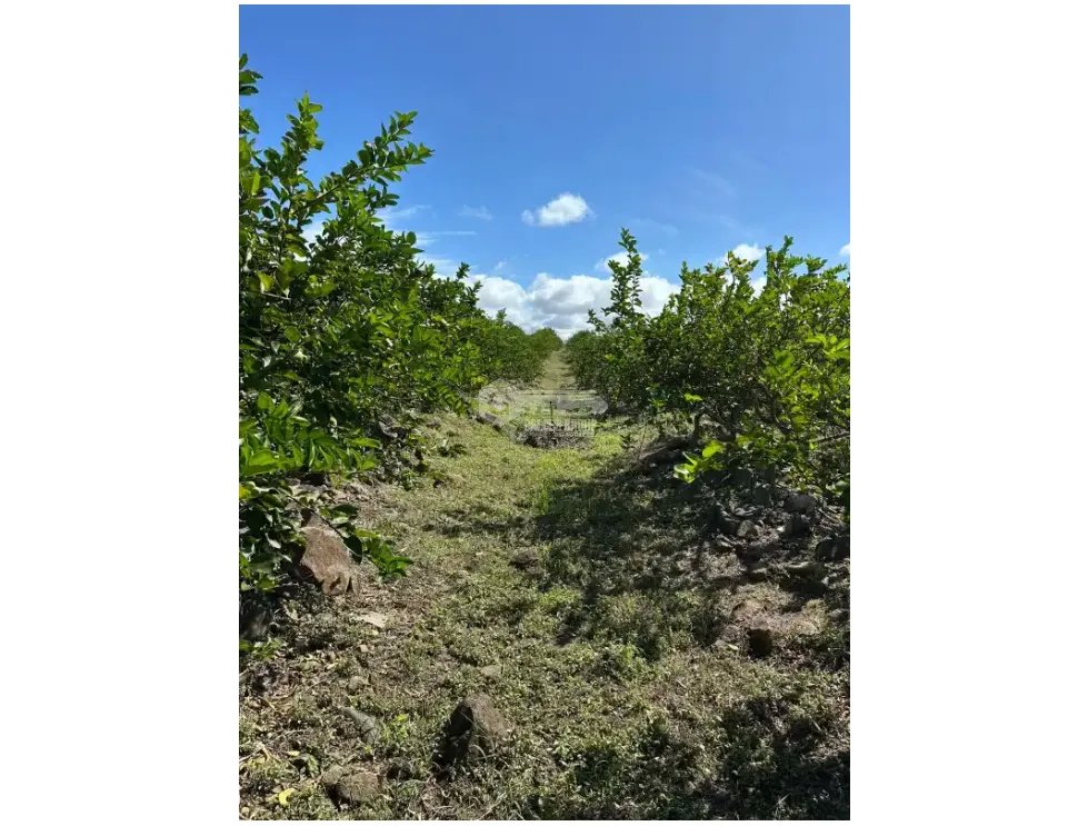 COCLE / CAÑAVERAL / FINCA / 11 HECTAREAS