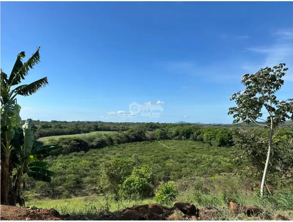 COCLE / CAÑAVERAL / FINCA / 11 HECTAREAS