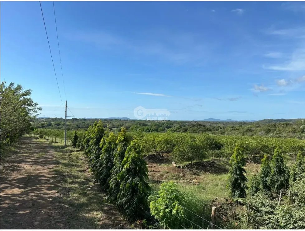 COCLE / CAÑAVERAL / FINCA / 11 HECTAREAS