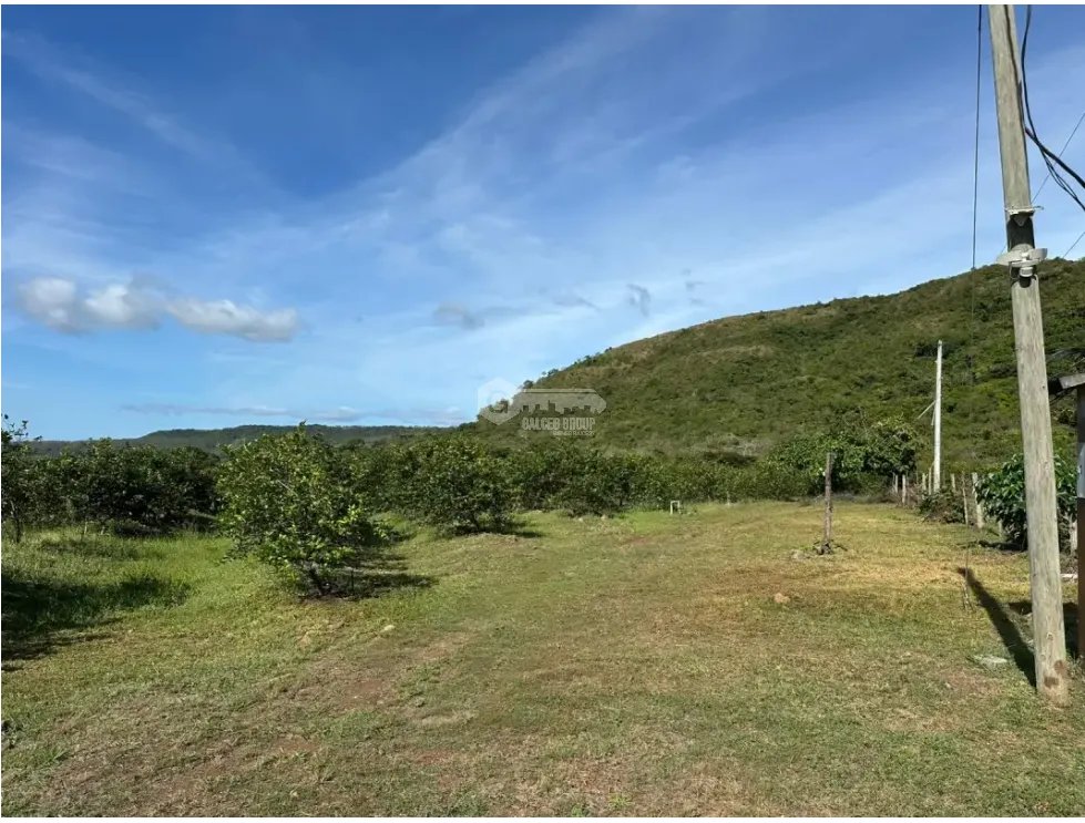 COCLE / CAÑAVERAL / FINCA / 11 HECTAREAS