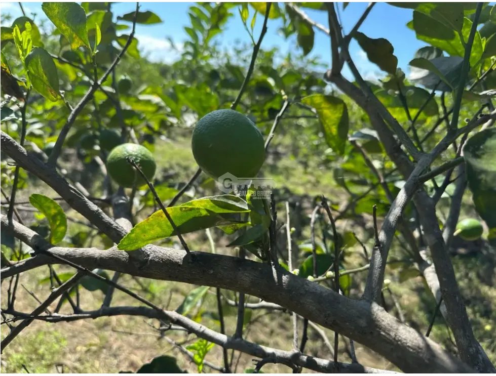COCLE / CAÑAVERAL / FINCA / 11 HECTAREAS