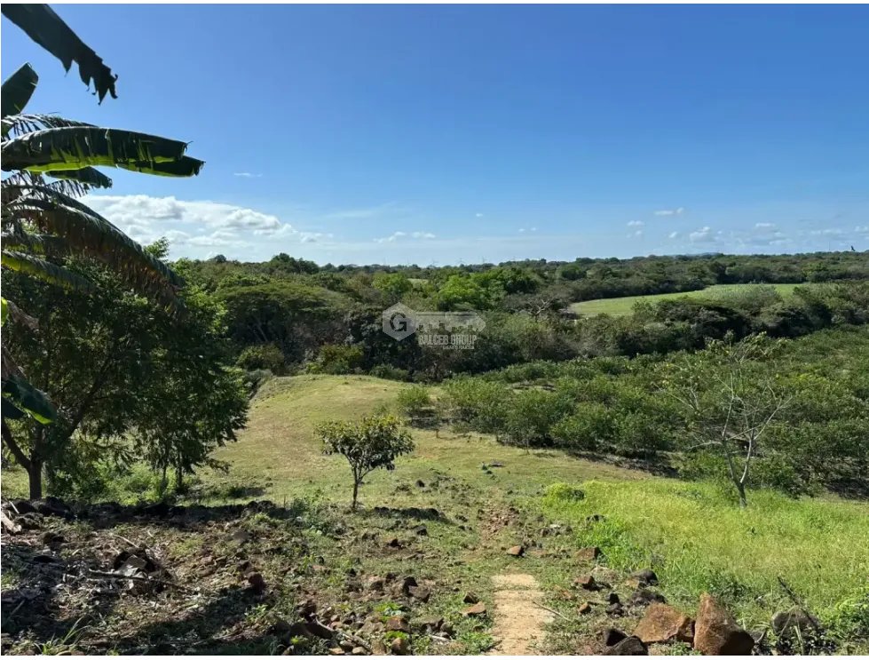 COCLE / CAÑAVERAL / FINCA / 11 HECTAREAS