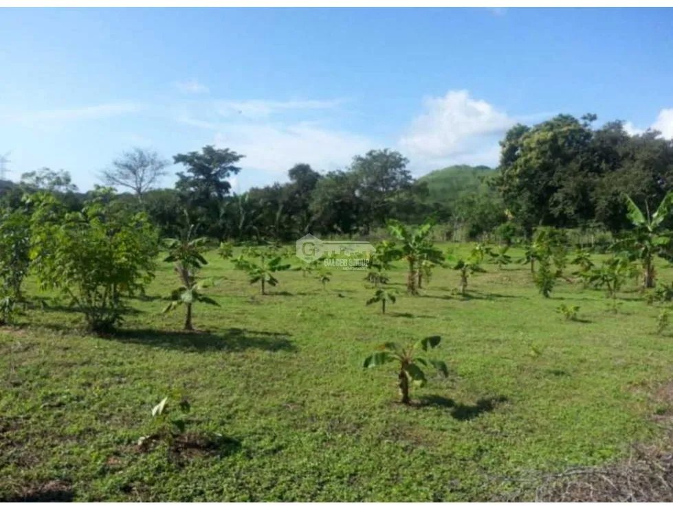 FINCA  CON  3 CASAS / A LA ORILLA DEL RIO / CHAME  / 5 HECTÁREAS