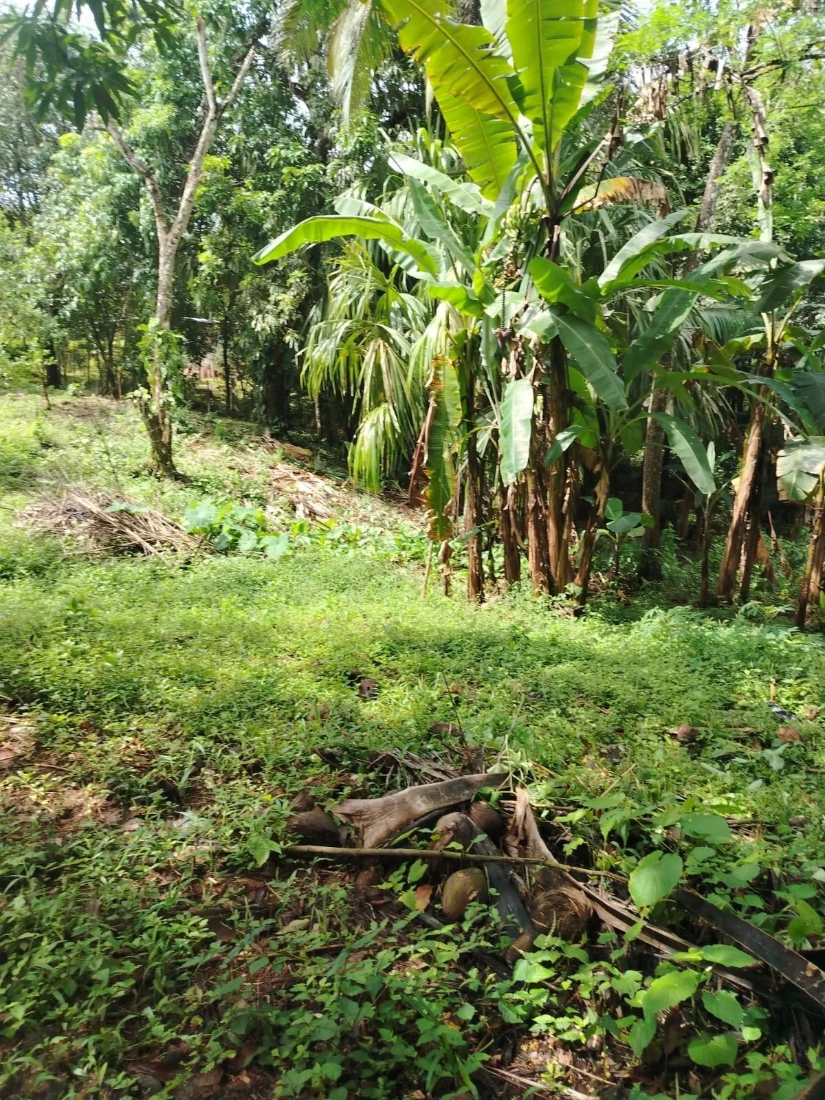 Terreno en venta en la Pita de Chiriqui