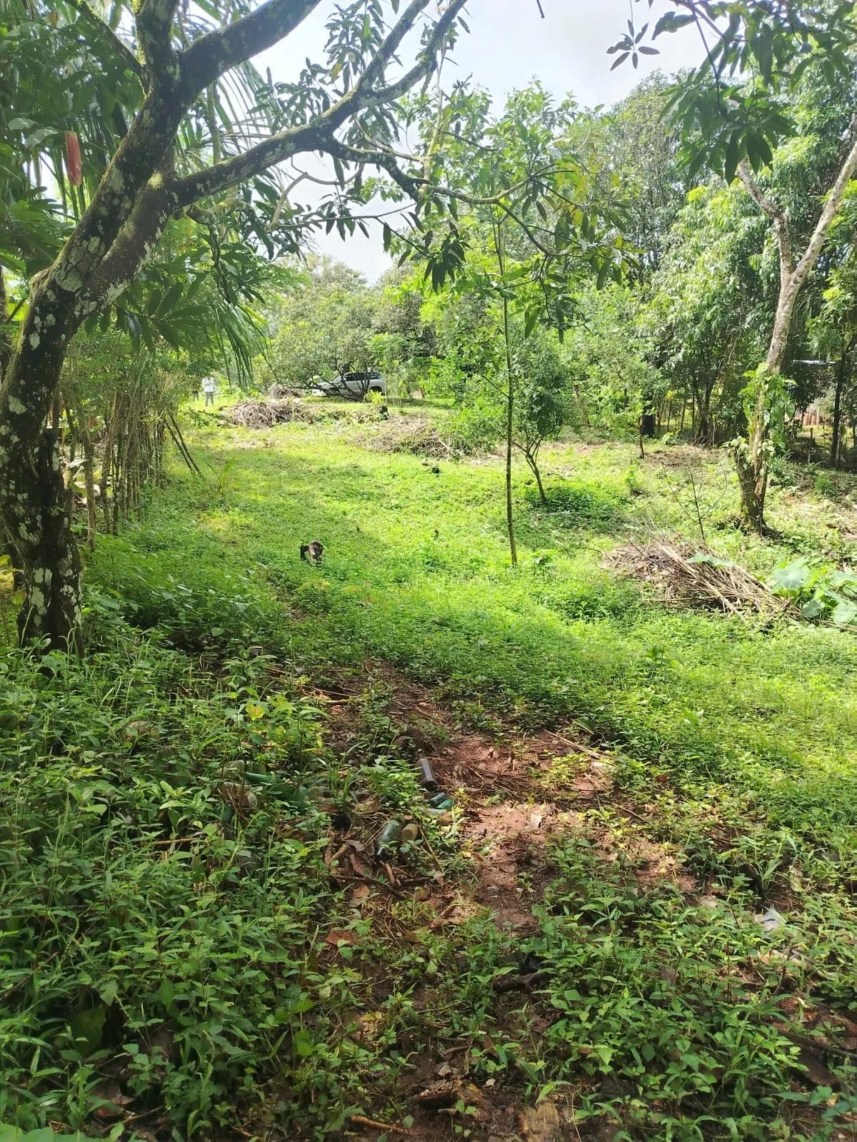 Terreno en venta en la Pita de Chiriqui