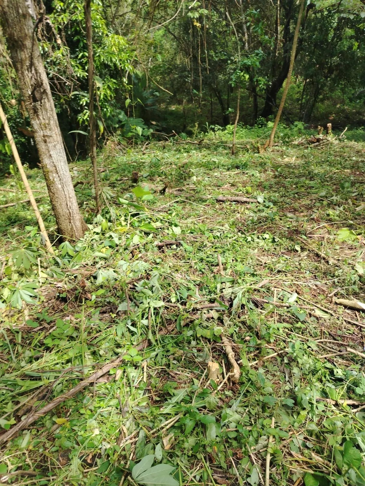 Terreno en venta en la Pita de Chiriqui