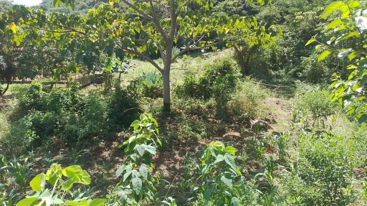 Venta de finca en Portachuelo