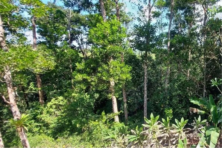 Se vende finca en Nueva Providencia, Colón