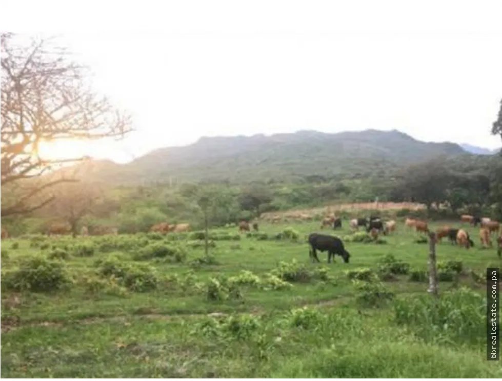 Se vende Finca en Rio Grande, Penonome