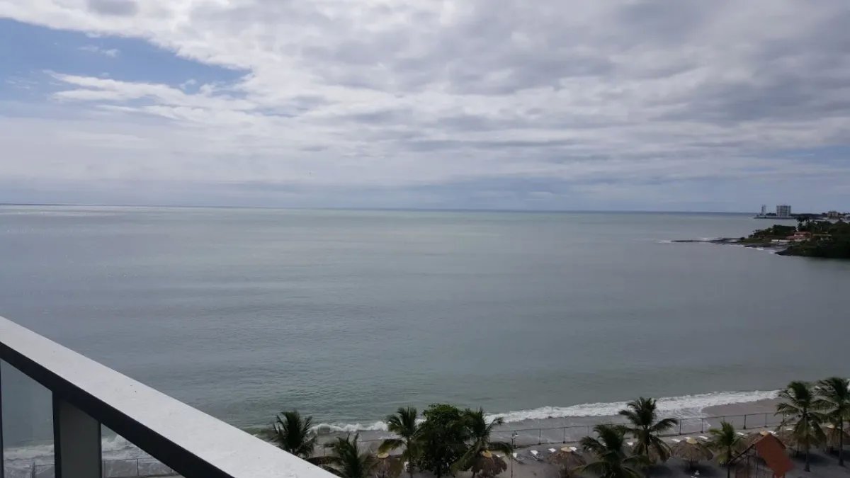ROYAL PALM