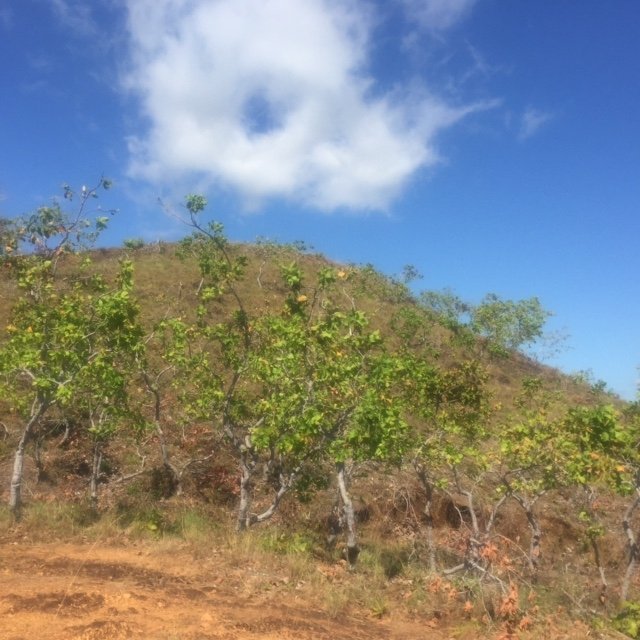 Views, views, views: 2 hectares ocean view in Boca Chica