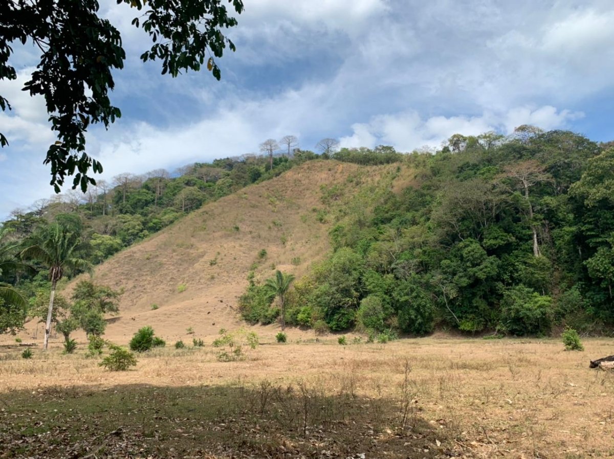 Beach Front 347 Hectares For Sale In Cerro Hoya near Cambutal, Panama