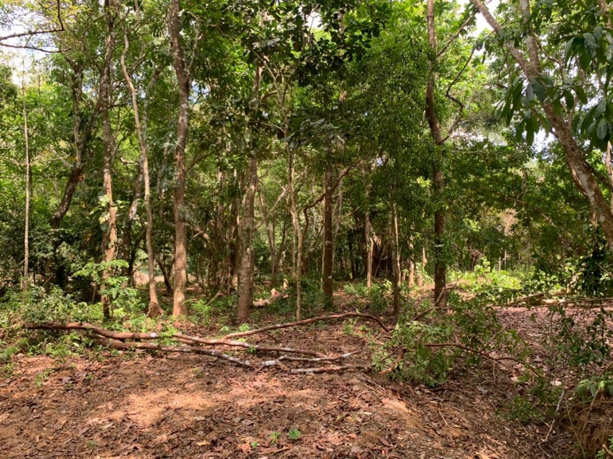 Beach Front 347 Hectares For Sale In Cerro Hoya near Cambutal, Panama