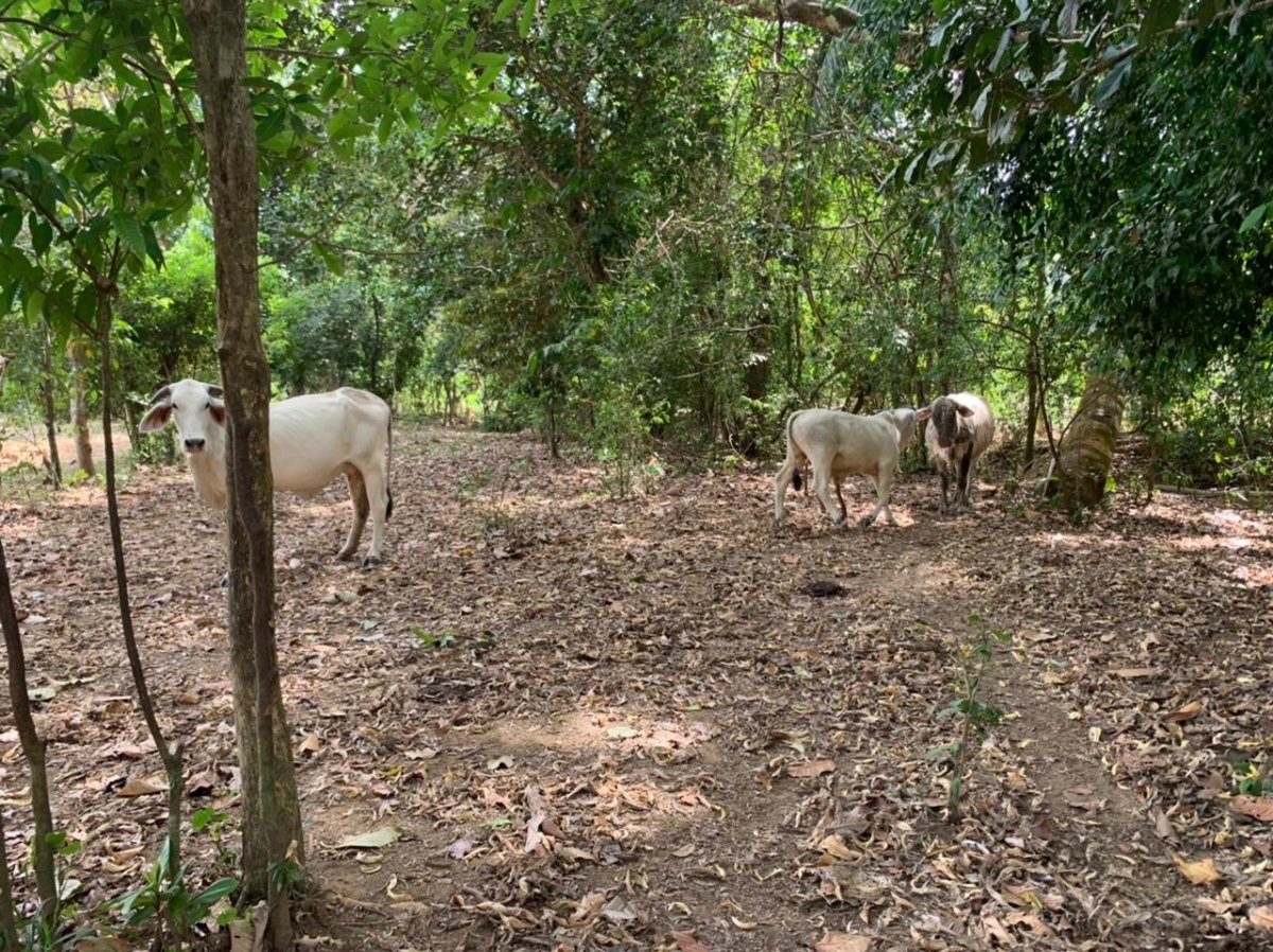 Beach Front 347 Hectares For Sale In Cerro Hoya near Cambutal, Panama