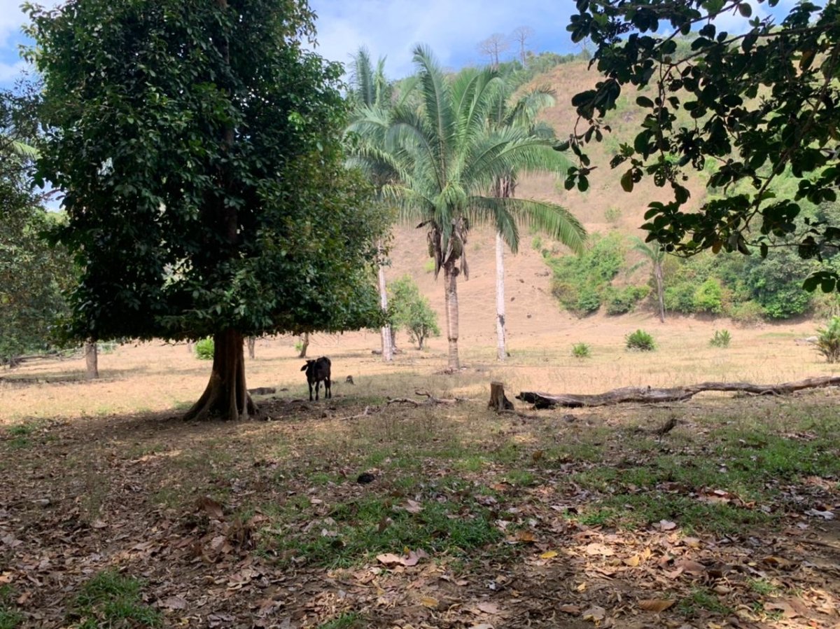 Beach Front 347 Hectares For Sale In Cerro Hoya near Cambutal, Panama