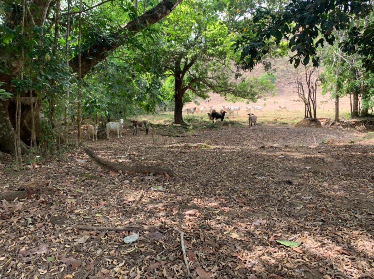 Beach Front 347 Hectares For Sale In Cerro Hoya near Cambutal, Panama