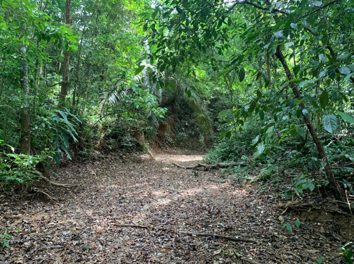 Beach Front 347 Hectares For Sale In Cerro Hoya near Cambutal, Panama