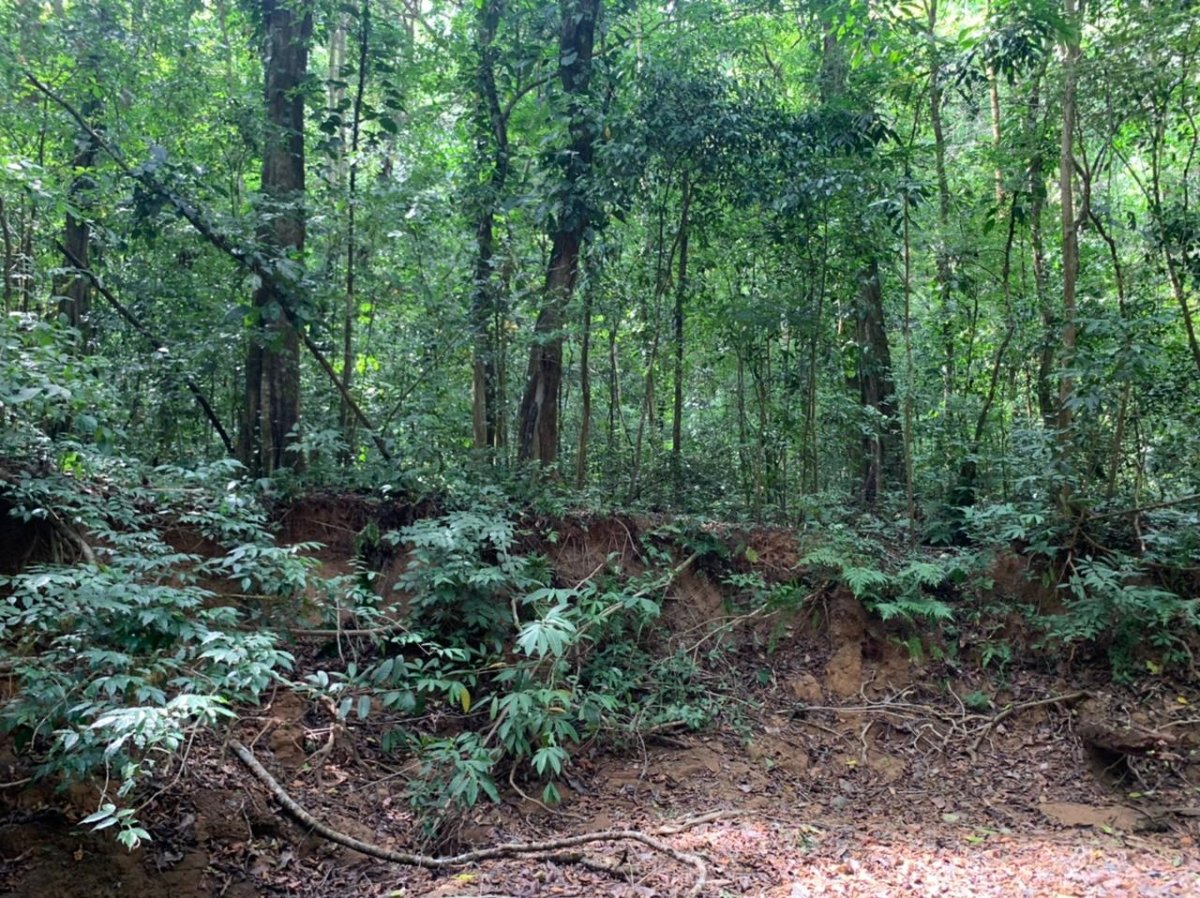 Beach Front 347 Hectares For Sale In Cerro Hoya near Cambutal, Panama