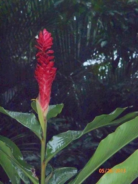 Lote de Casa en Venta en Boca Chica