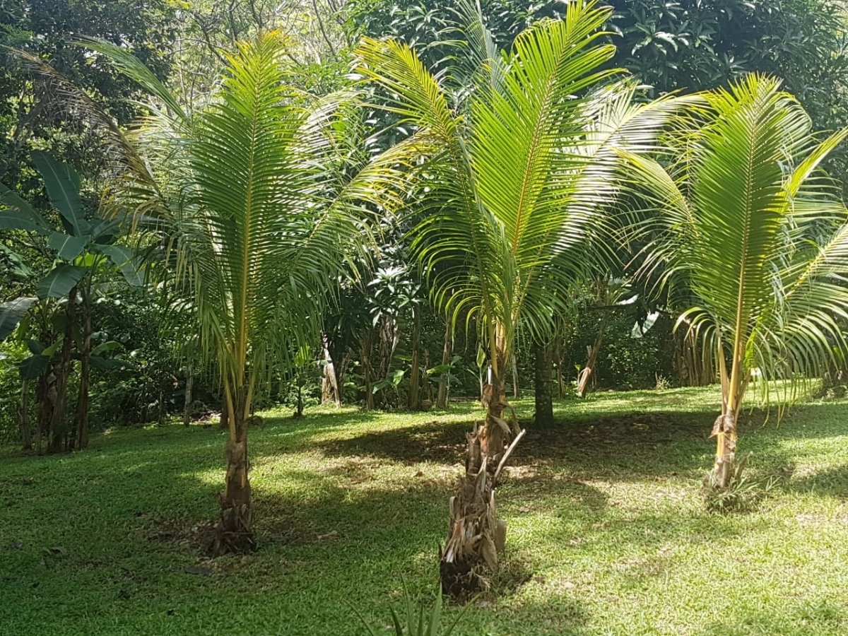 Well-built house in Las Lajas, Chiriquí