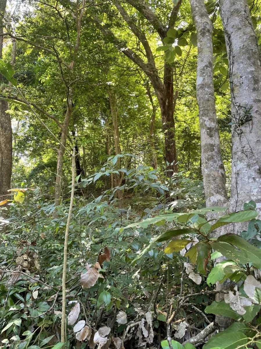 Lote de Casa en Venta en Boca Chica