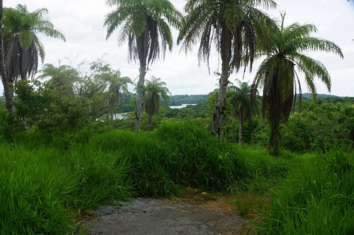 6,5 hectáreas con acceso a la playa en Boca Brava; Boca Chica