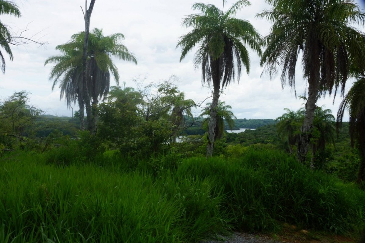 6,5 hectáreas con acceso a la playa en Boca Brava; Boca Chica