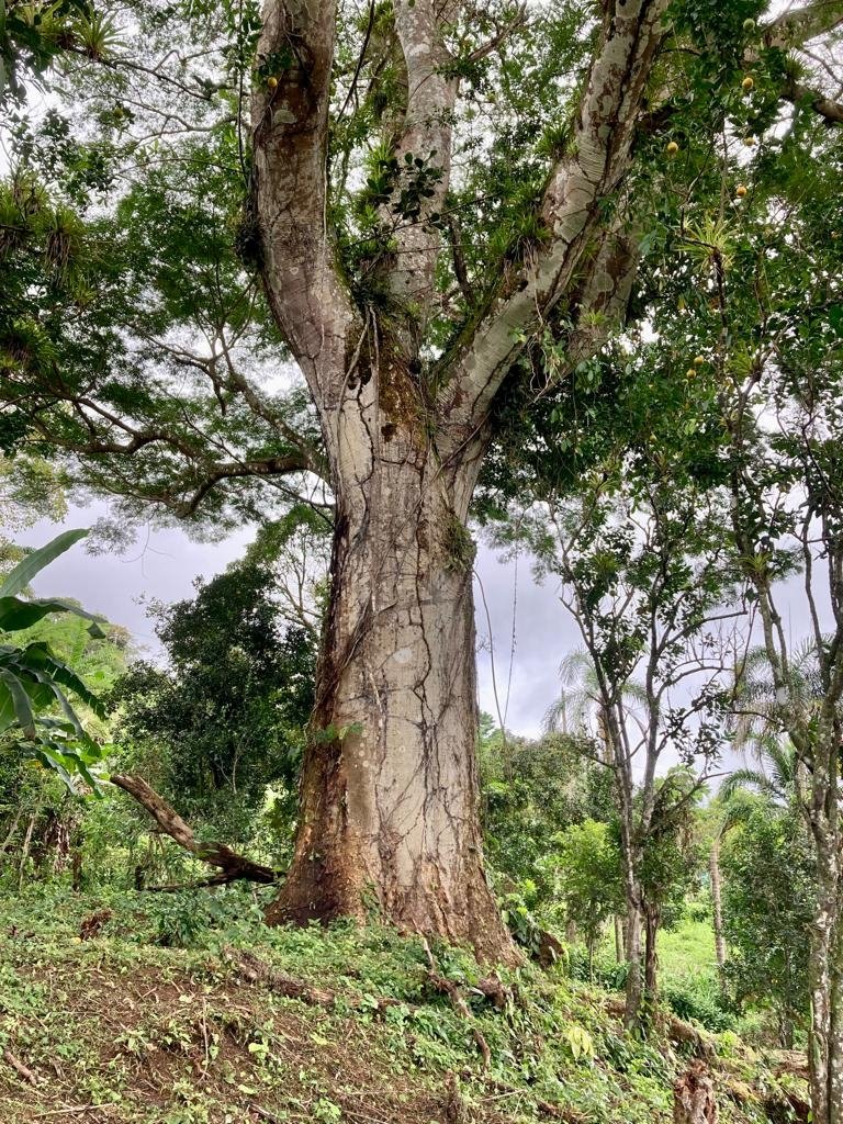 Mountain home in Santa Fe, Veraguas