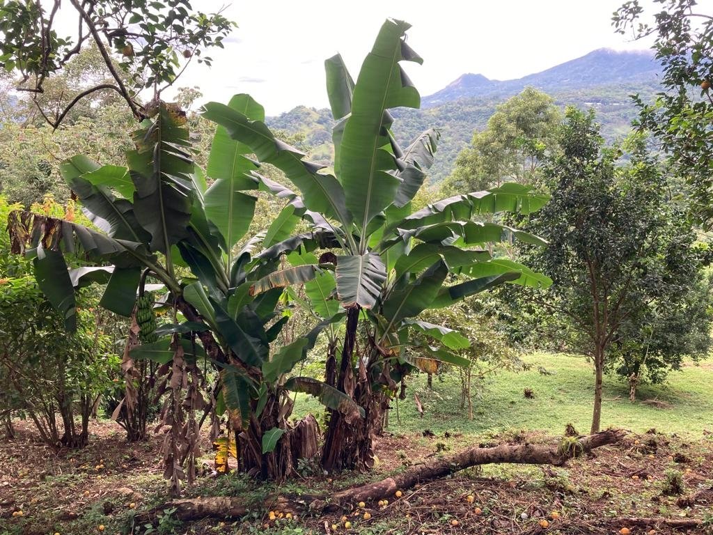 Mountain home in Santa Fe, Veraguas