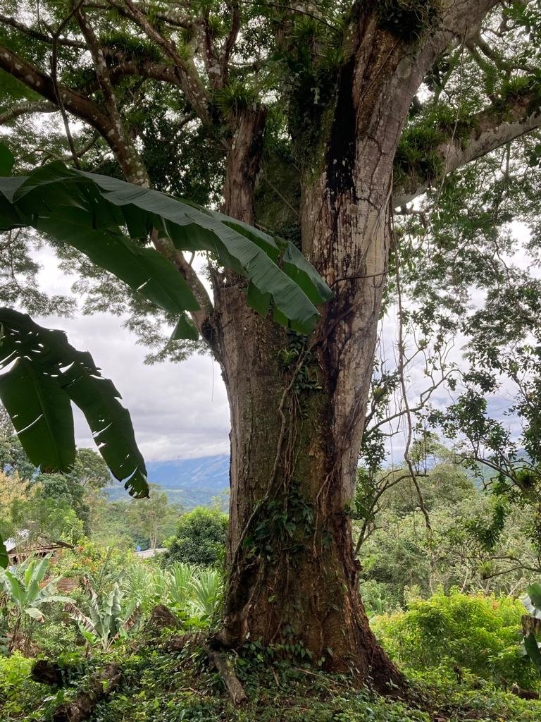 Mountain home in Santa Fe, Veraguas