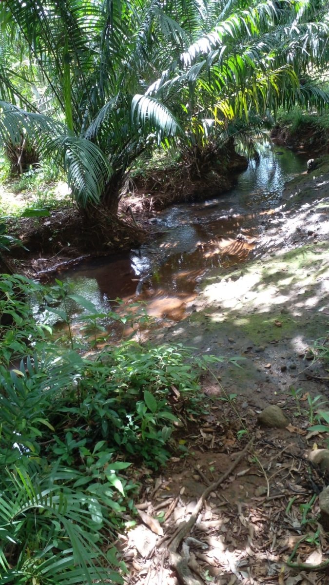 2 casas en casi una hectarea con arroyo en el suburbio de David