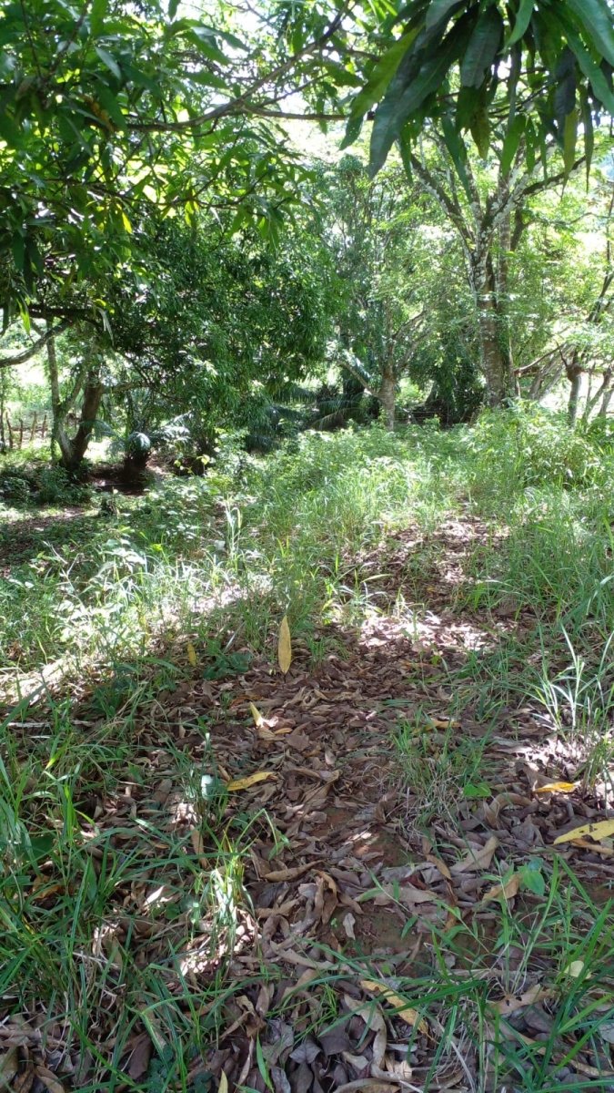 2 casas en casi una hectarea con arroyo en el suburbio de David