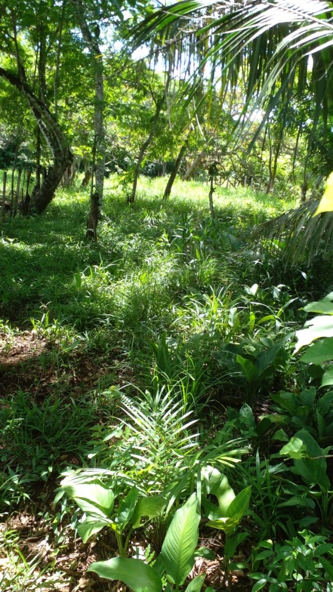2 casas en casi una hectarea con arroyo en el suburbio de David